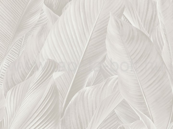 Zeno Tahiti